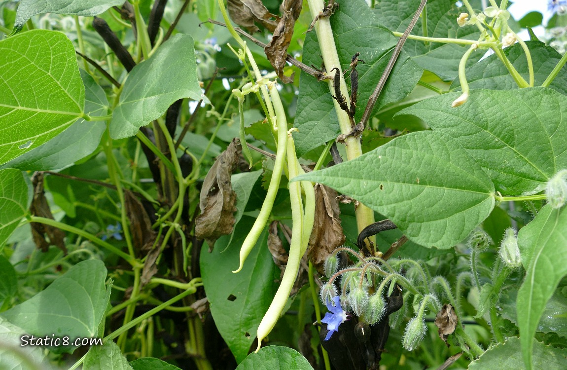 Bean plants growing with some fruits hanging