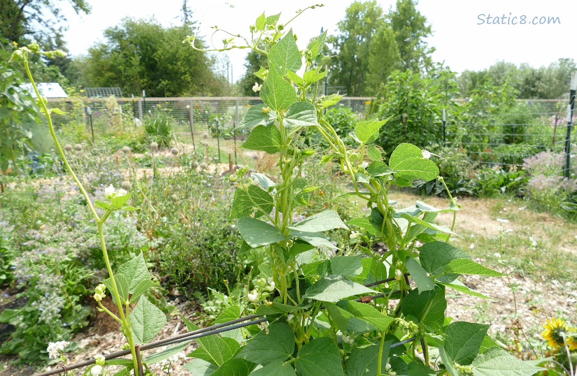 Bean plant growing above the wire trellis