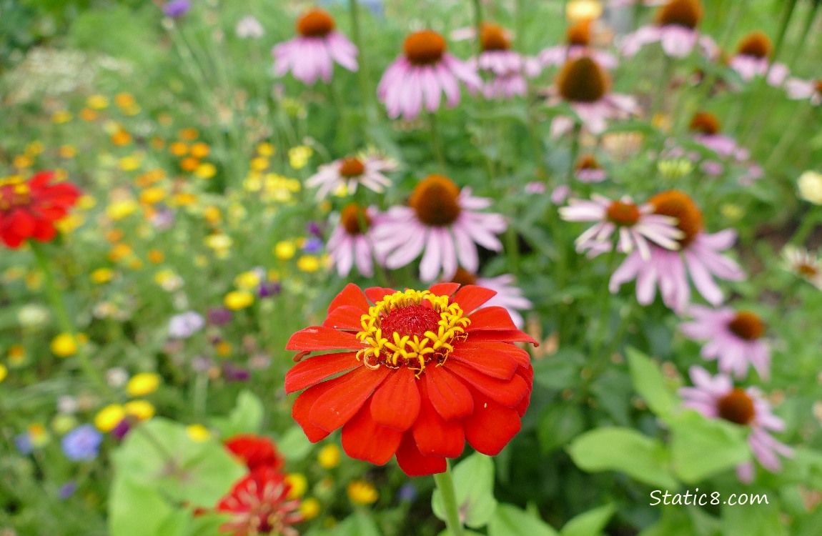 Red Zinnia bloom with pink Echinacea blooms in the background