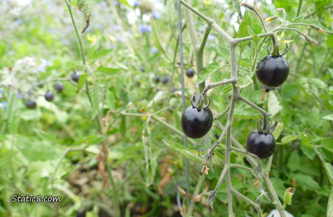 Black cherry tomatoes, ripeing on the vine