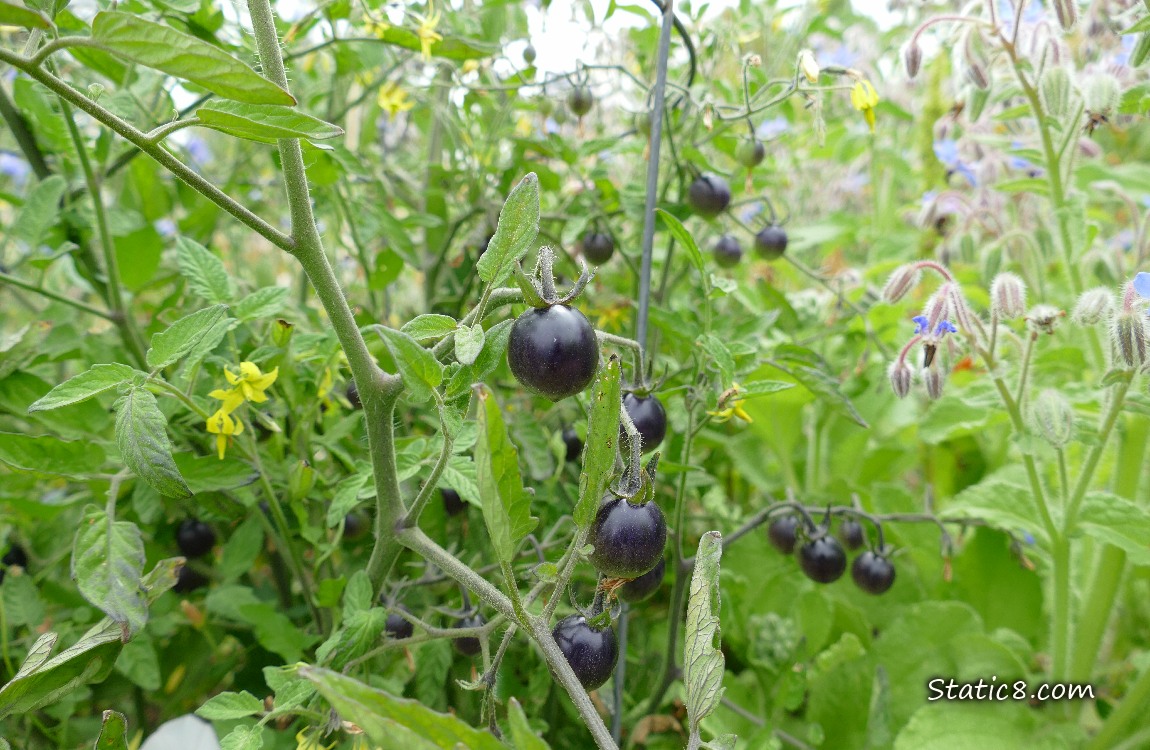 Black cherry tomatoes, ripeing on the vine