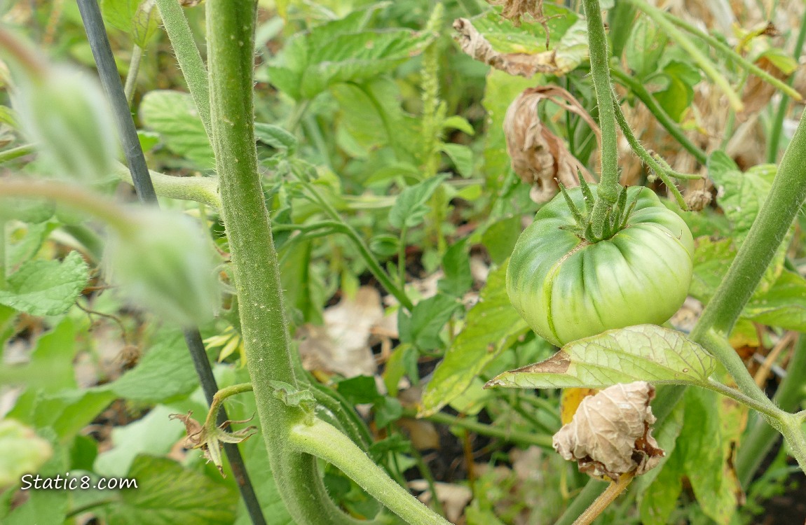 Green tomato growing on the plant