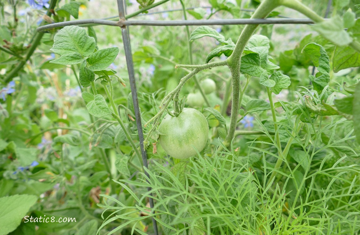 Green Tomatoe ripening on the plant