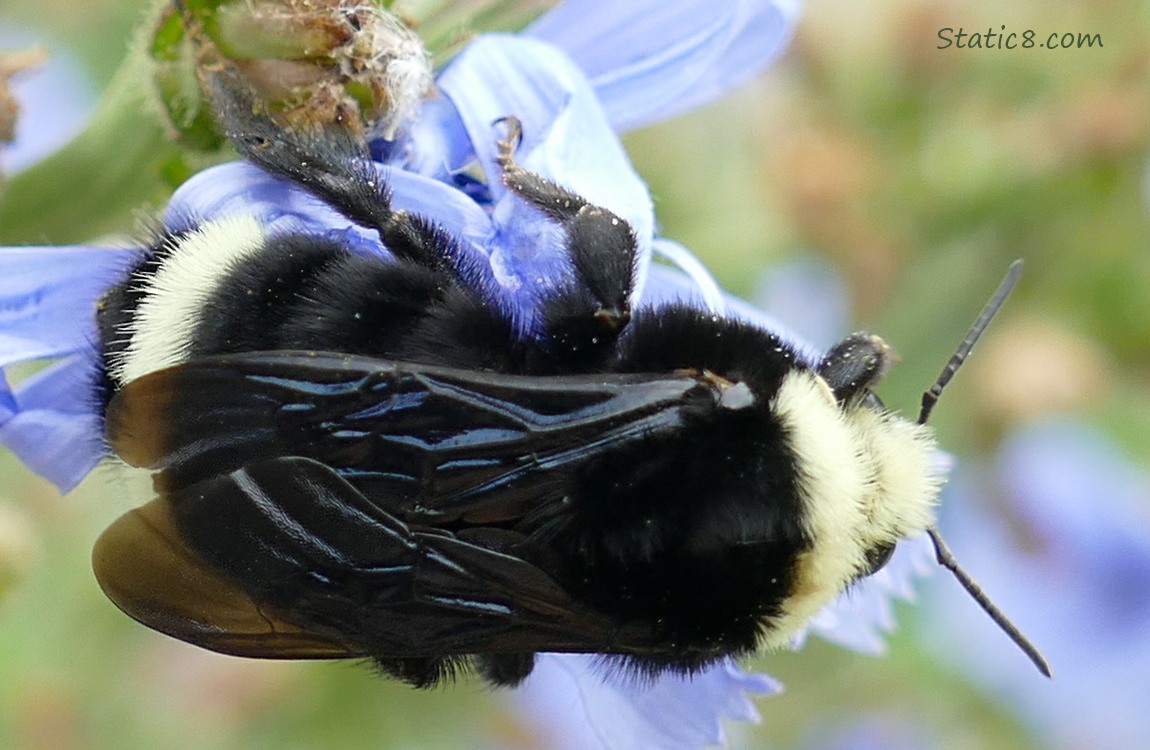 Bumblebee on a chicory bloom