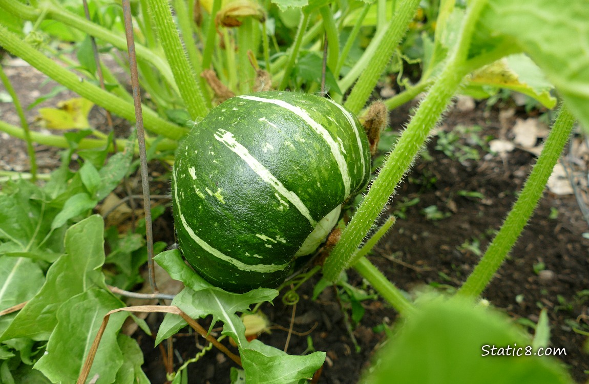 Buttercup Squash fruit growing under the leaves