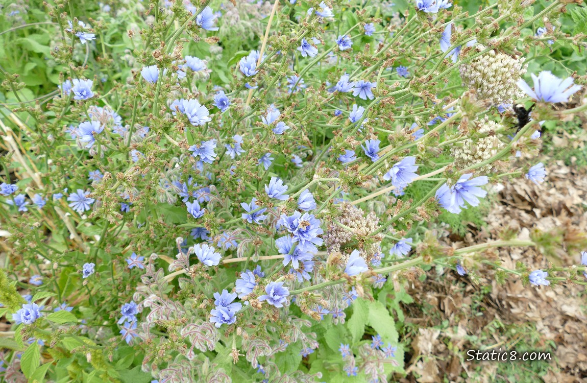 Looking down at blue Chicory blooms on the plant
