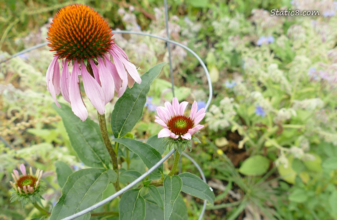 Pink Echinacea bloom with buds just opening up