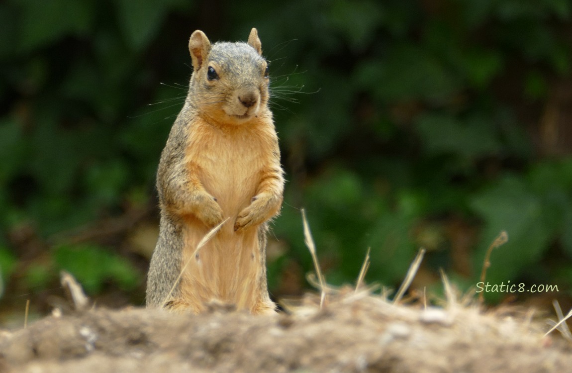 Squirrel standing in front of dark green leaves