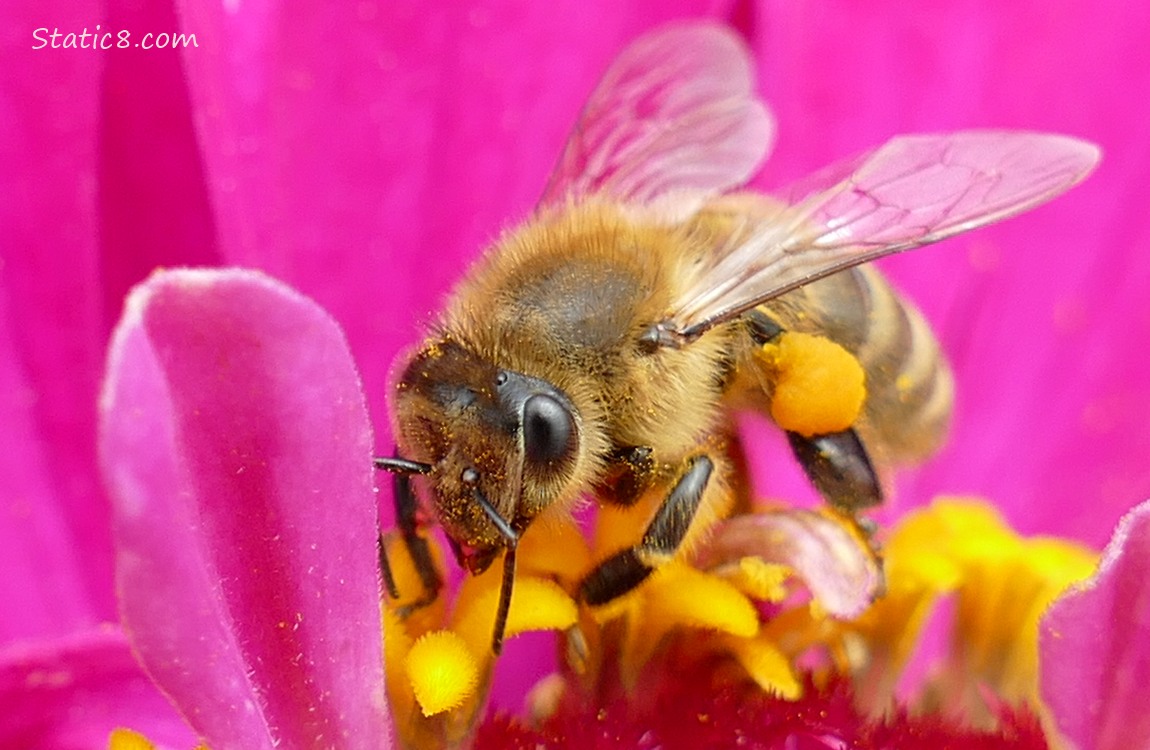 Honey Bee in a bright pink Zinnia bloom