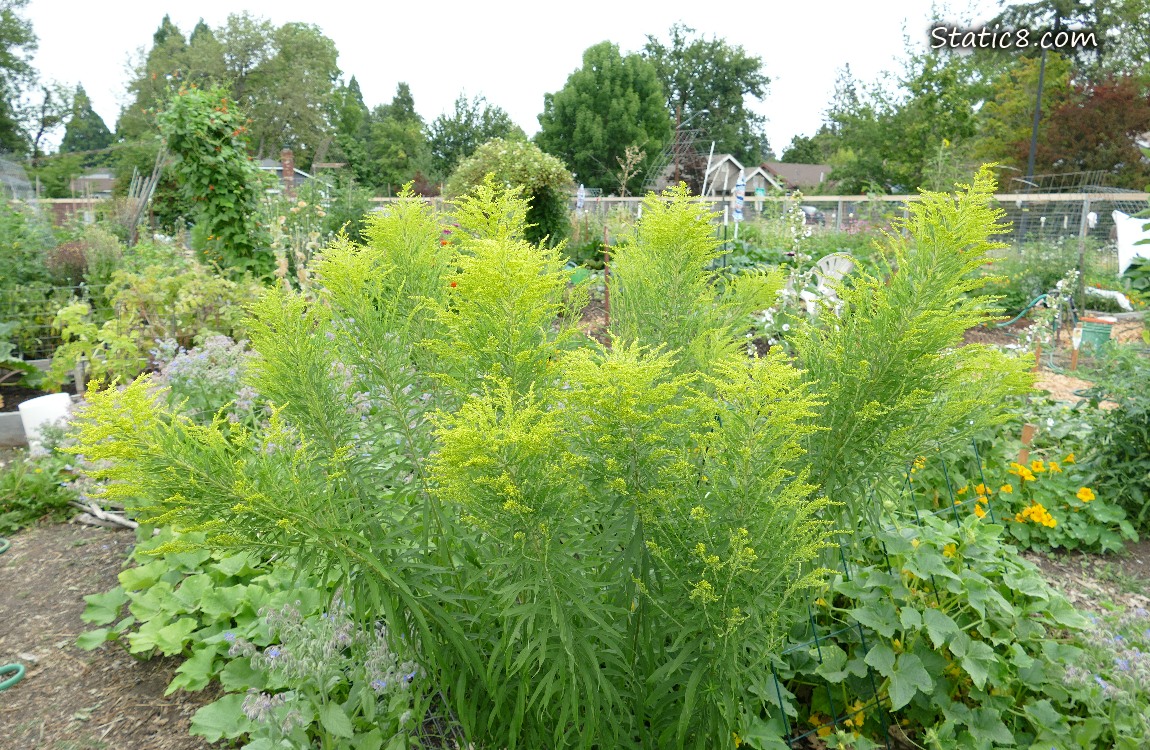 Goldenrod about to bloom