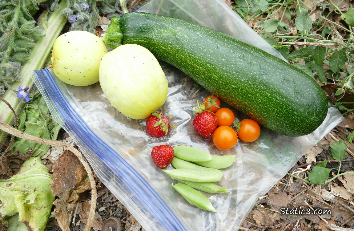 Harvested veggies laying on a ziplock on the ground