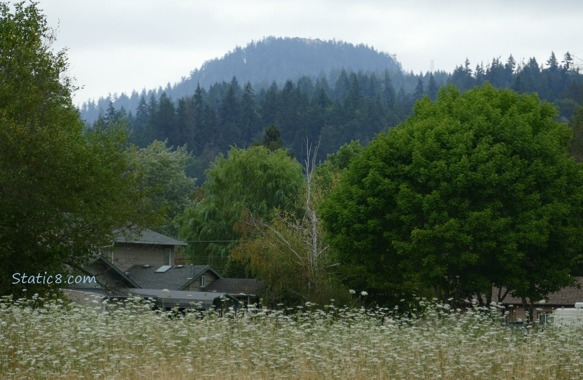 Trees on the hill in the distance