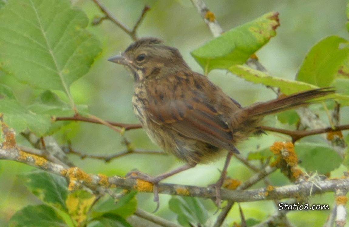 Juvenile Song Sparrow standing on a twig, surrounded by leaves