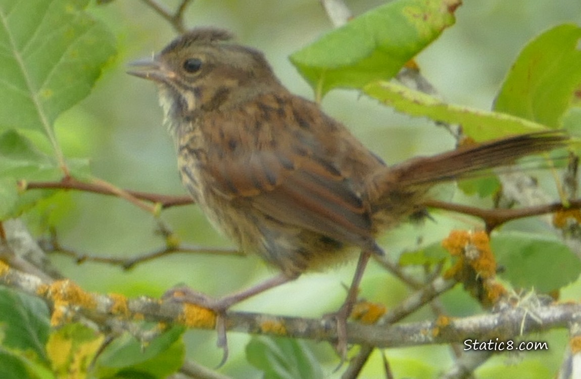 Juvenile Song Sparrow standing on a twig, surrounded by leaves