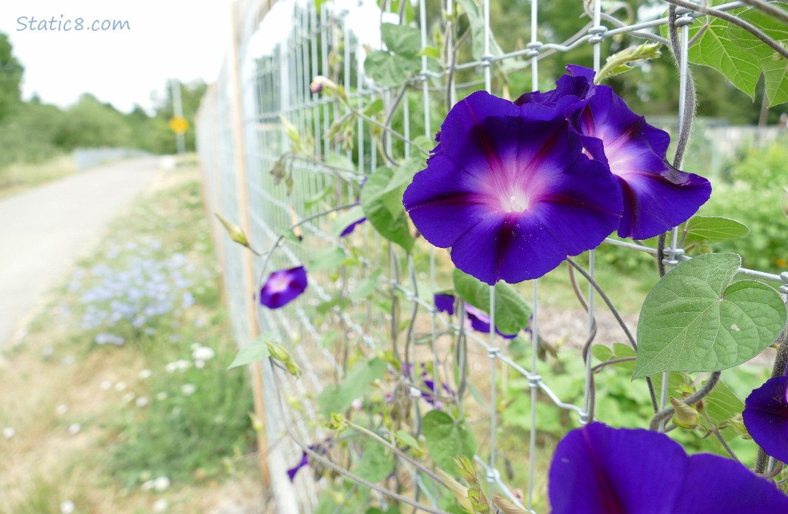 Purple Morning Glory blooms on a wire fence next to the path
