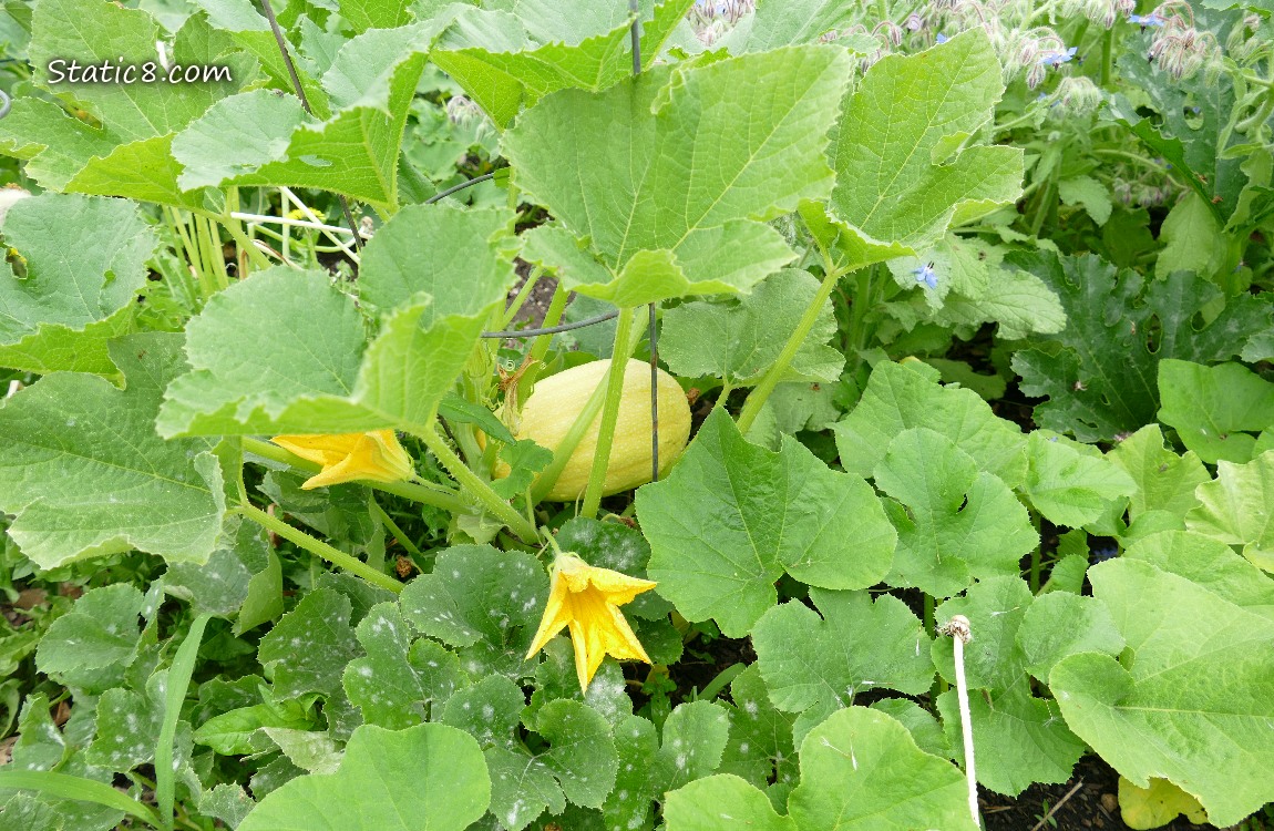 Spaghetti Squash fruit ripening on the plant