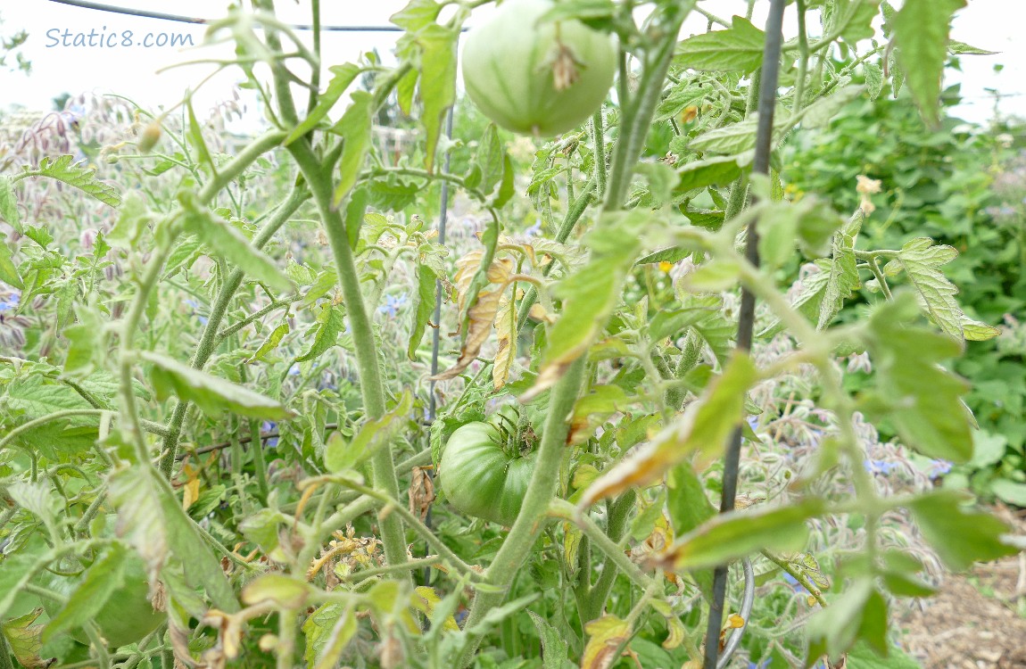 Green tomatoes growing on the plant