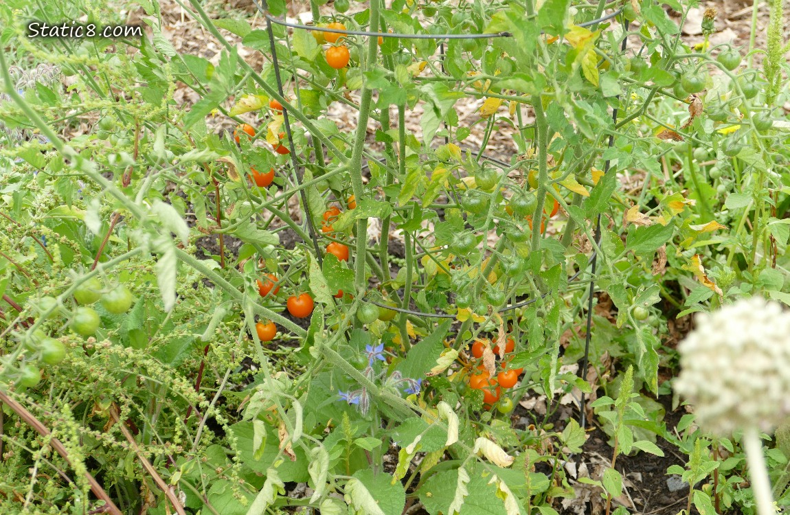 Orange cherry tomatoes growing on the plant