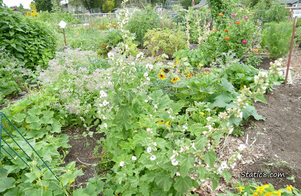 Garden plot