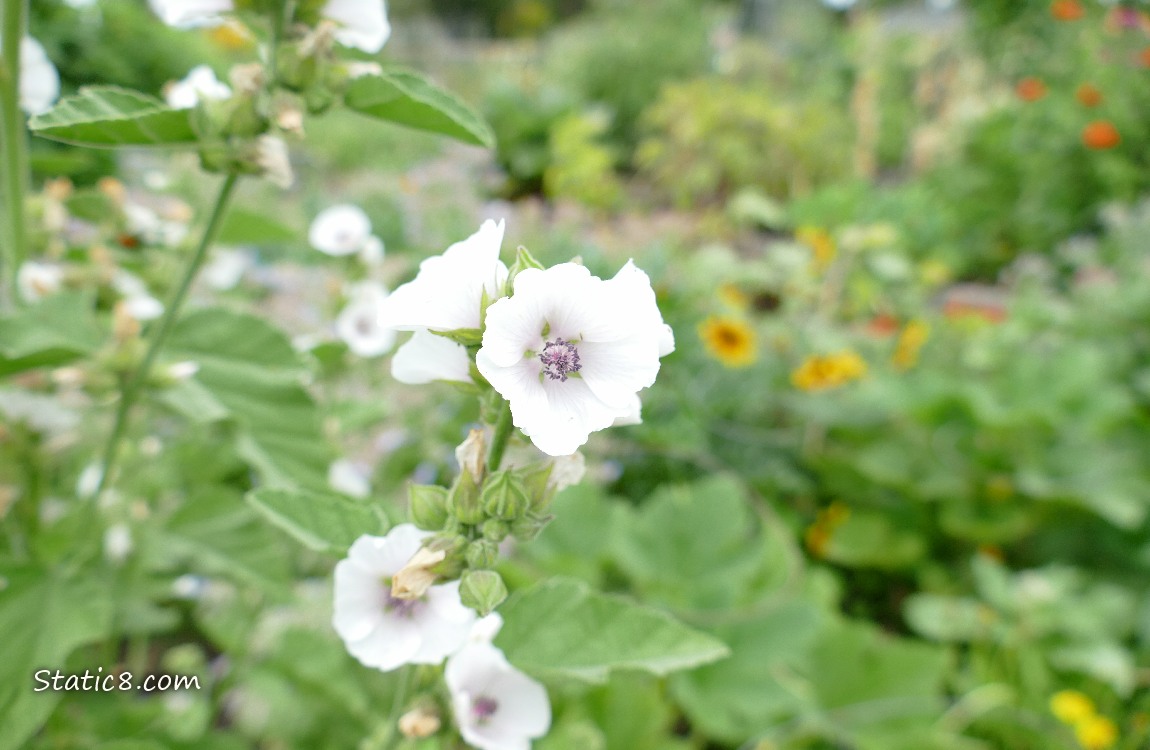 Close up of white Tree Mallow blooms