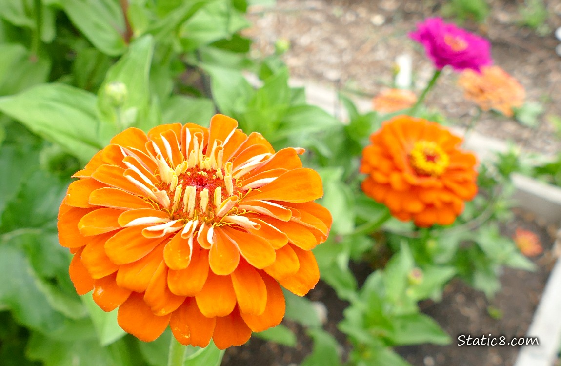 Orange Zinnia bloom with other blooms in the background