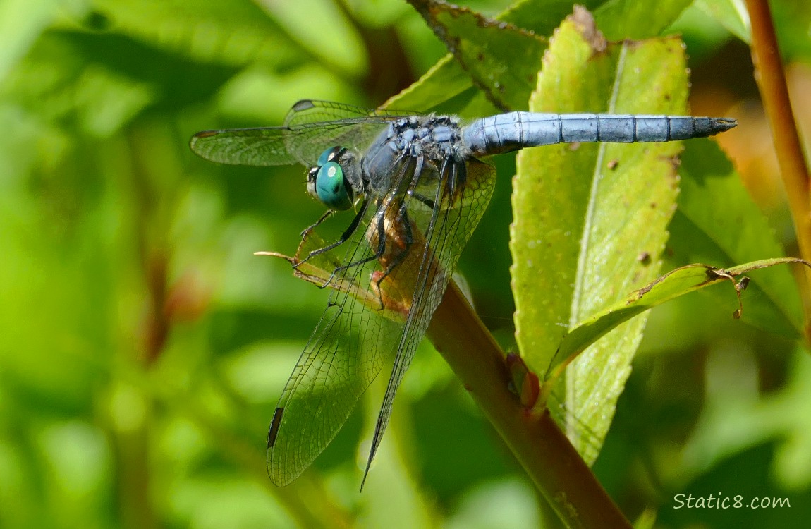 Blue dragonfly standing on a twig