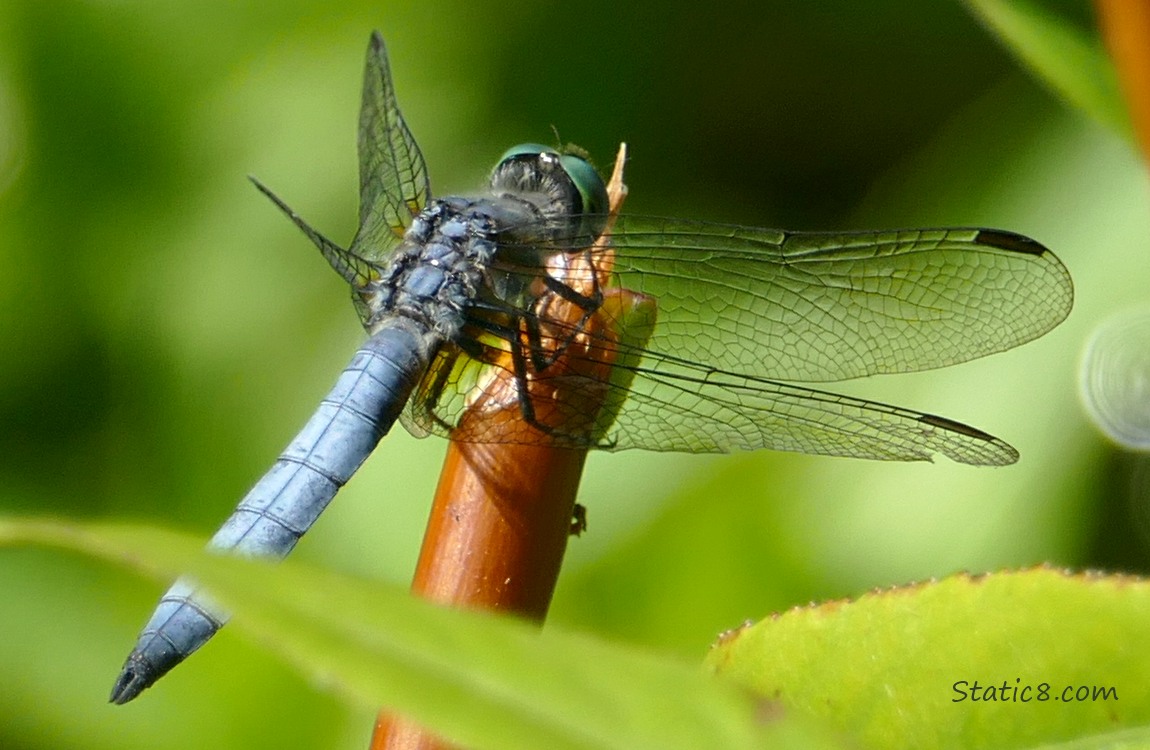 Blue dragonfly standing on a twig