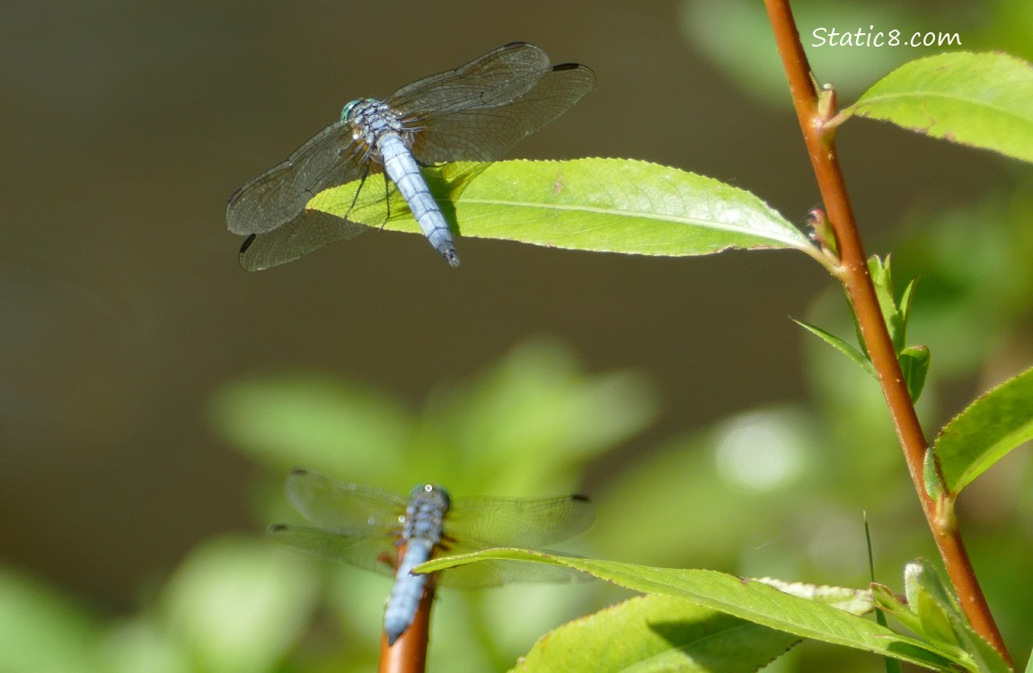 Two blue dragonflies standing on willow twigs