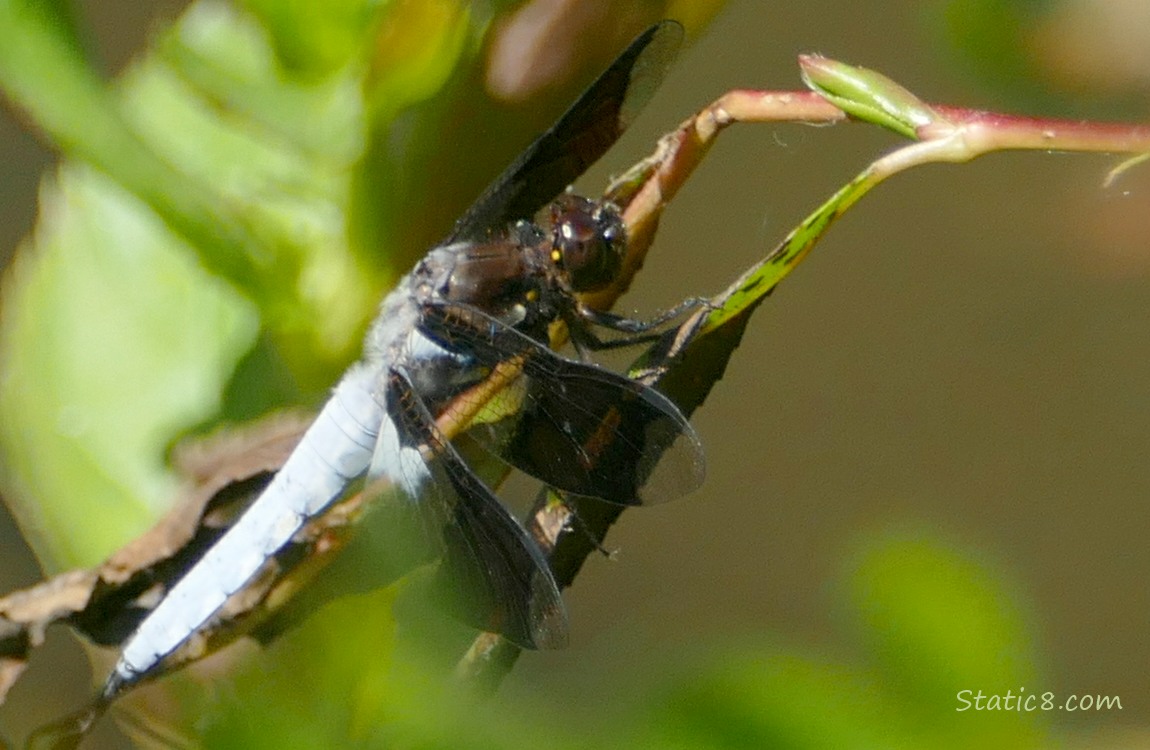 White and brown dragonfly standing on a twig
