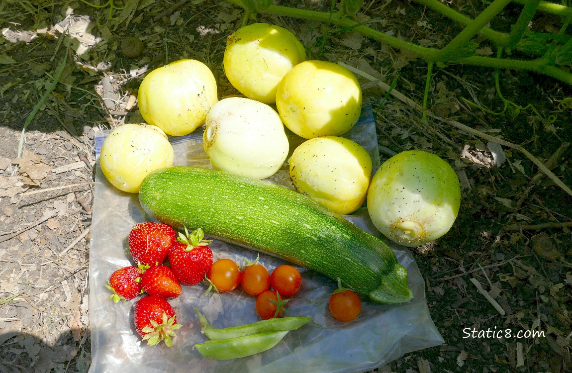 Harvested veggies laying on a ziplock on the ground