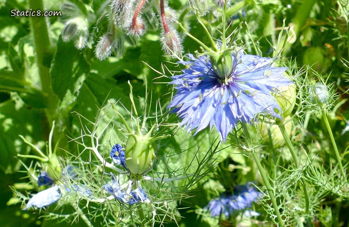 Love in a Mist bloom and seed pods