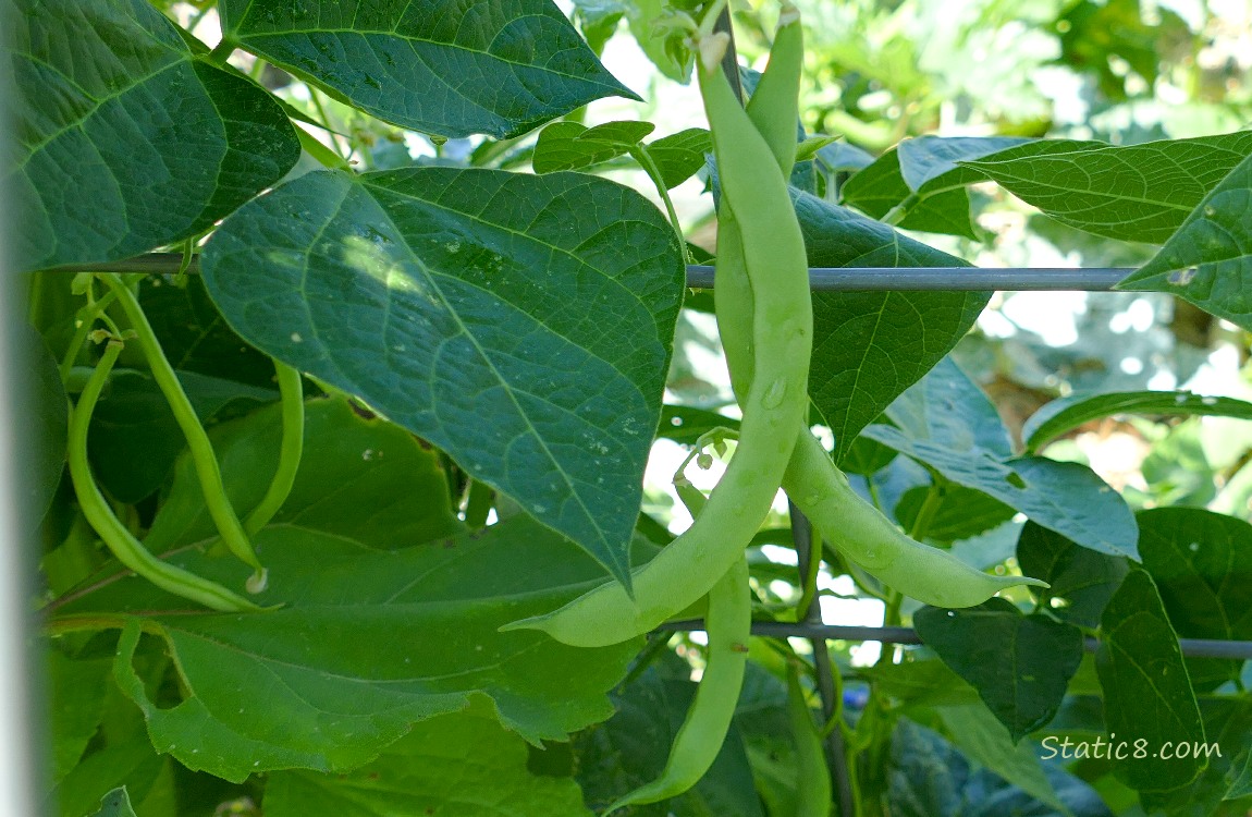 Bean pods hanging from the plant, surrounded by green leaves