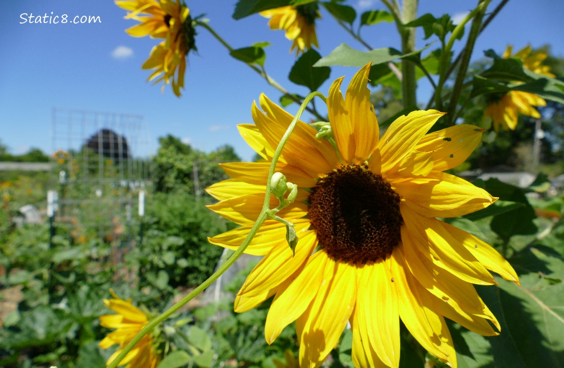 Sunflower bloom with a bean tendril