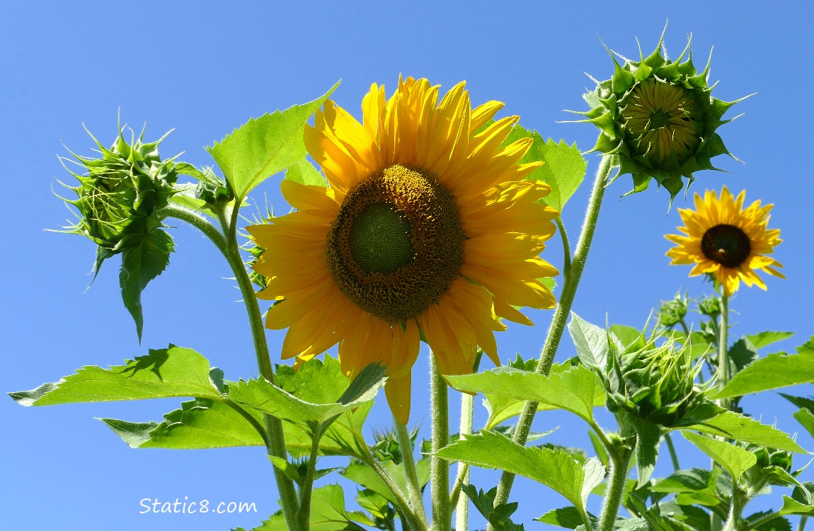 Sunflower blooms and buds with blue sky behind