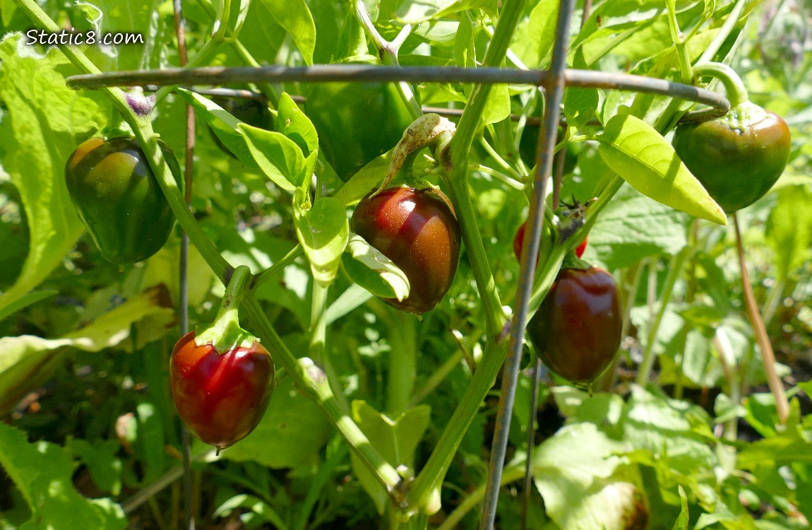 Pepper fruits ripening on the plant