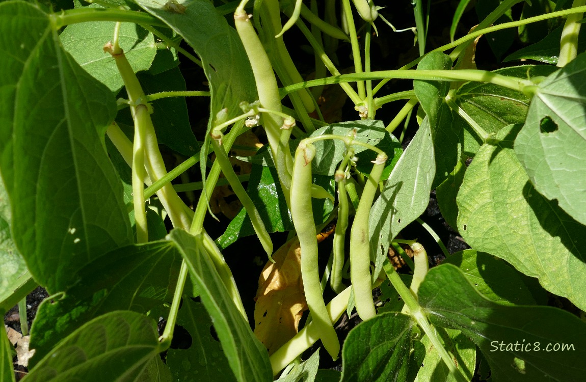 Wax Beans hanging from the plant, surrounded by green leaves