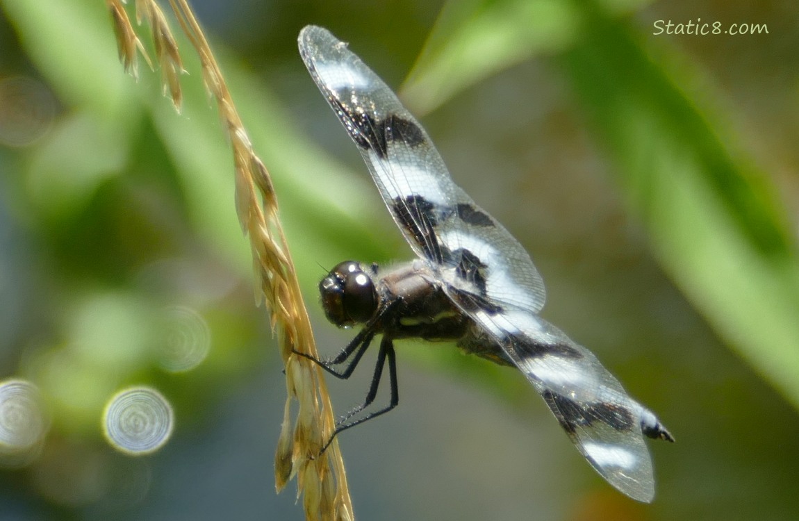 Dragonfly standing on a stalk of grass