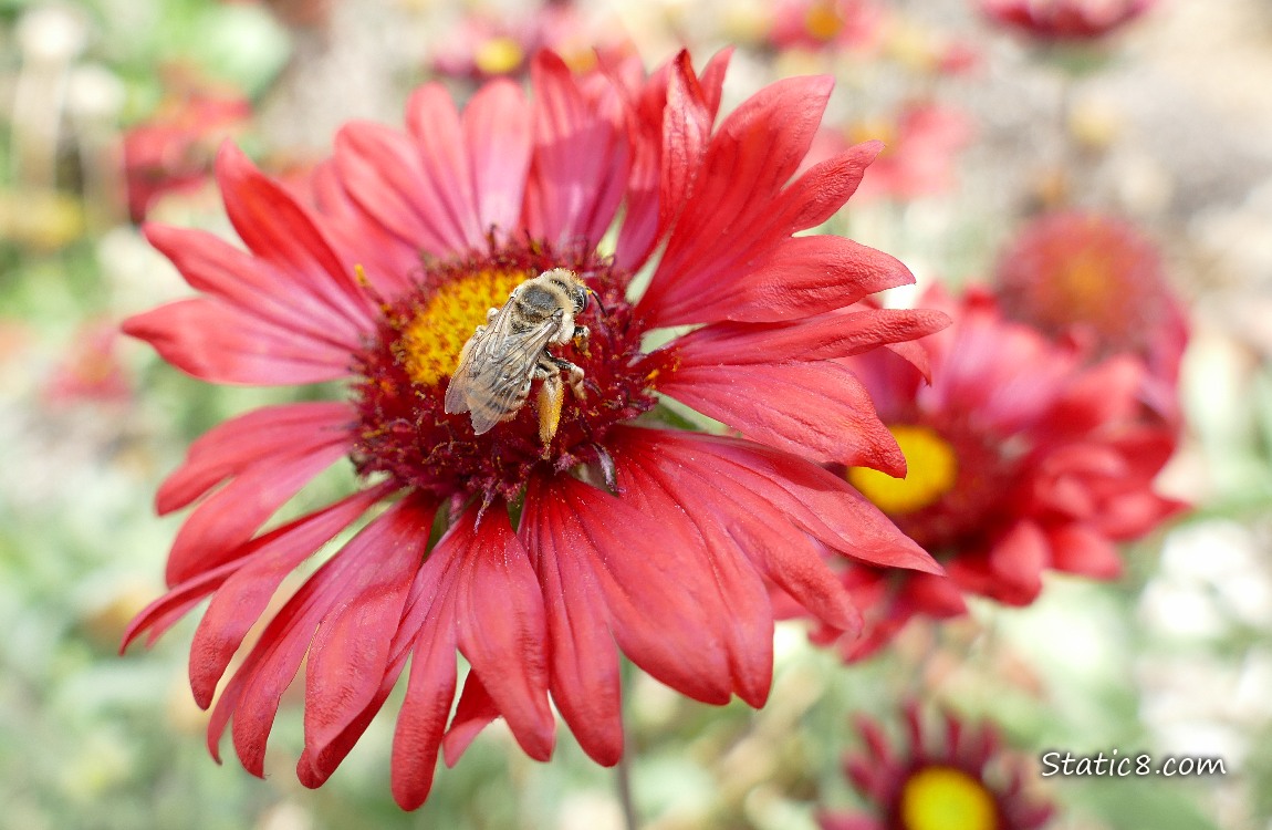 Red Blanket Flower with a Honey Bee sitting in the center