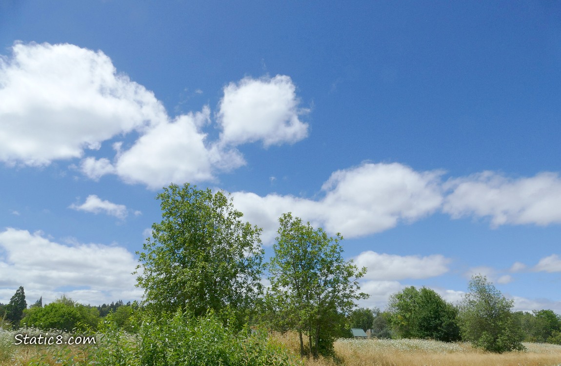 Blue sky with white clouds over some trees