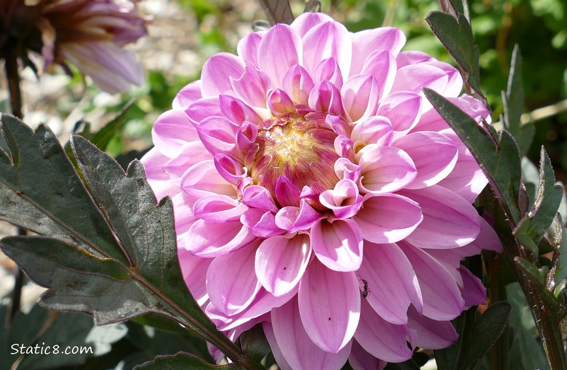 Pink Dahlia bloom surrounded by dark leaves