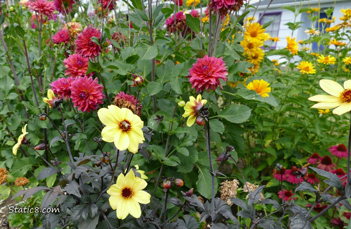 Bed of blooming Dahlias