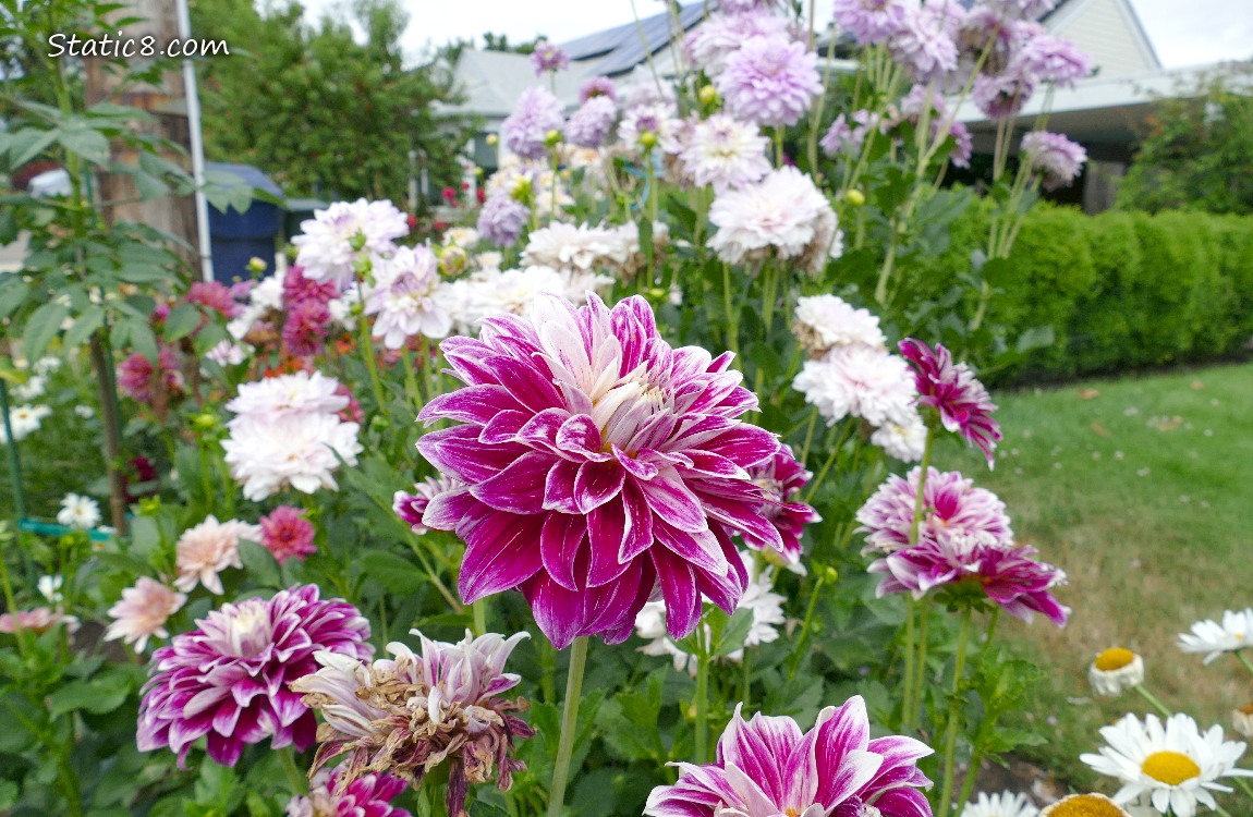 Hot pink and white Dahlia blooms