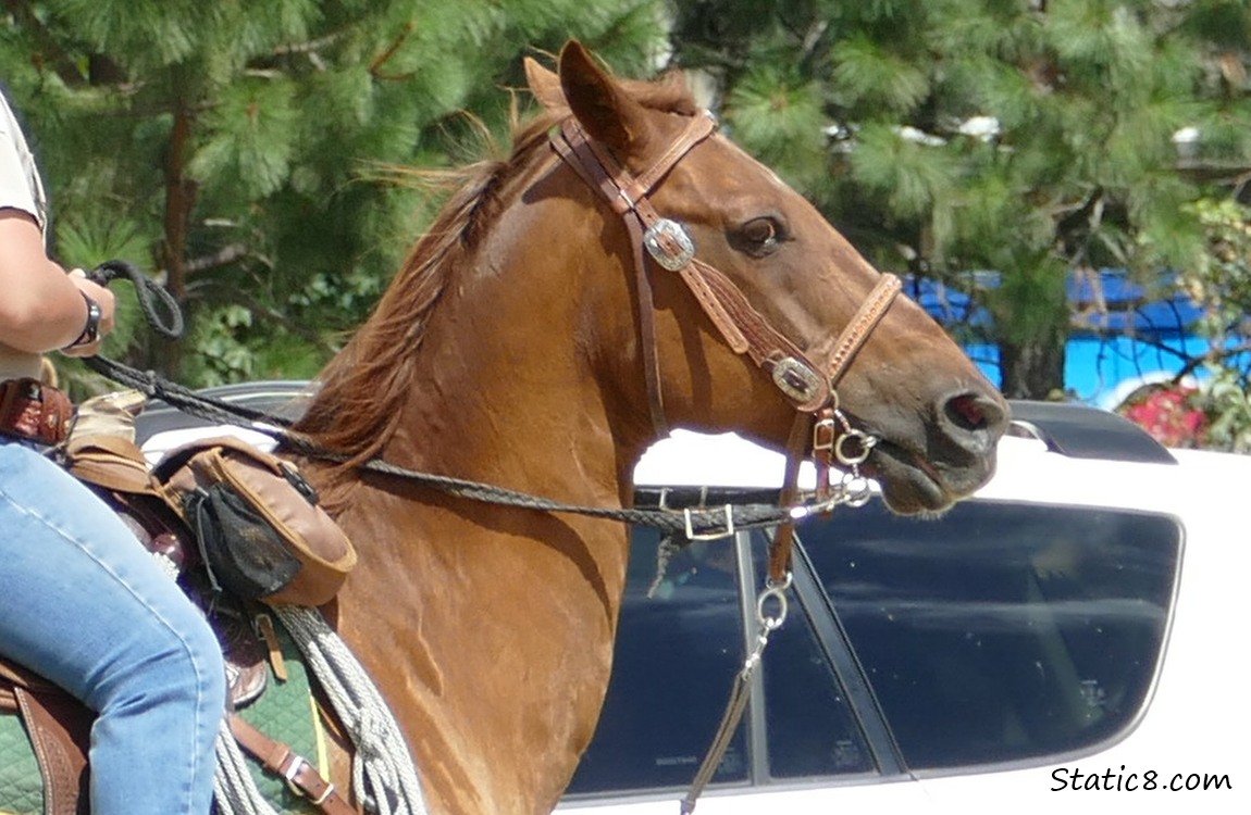 Close up of a horse with tack