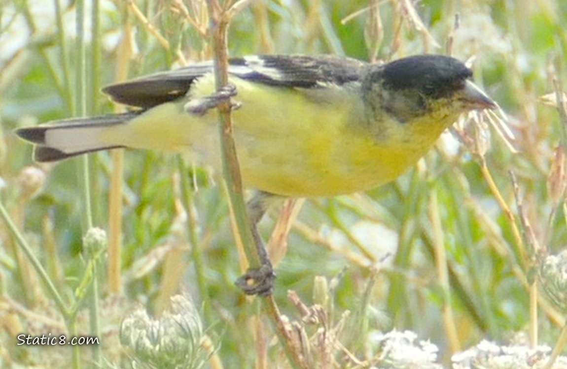 Lesser Goldfinch standing sideways on a twig