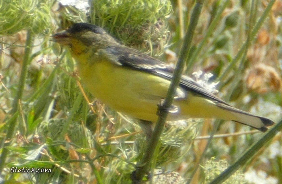 Lesser Goldfinch standing on a twig