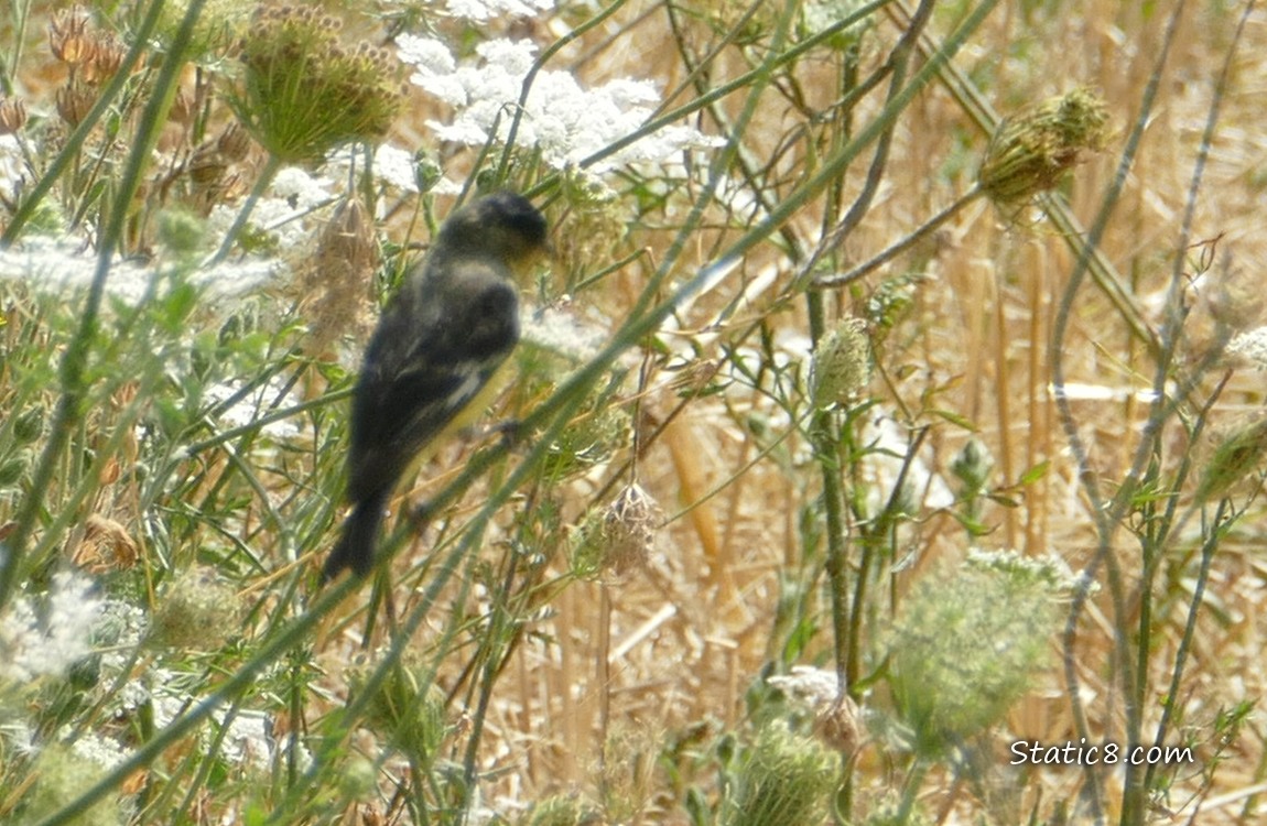 Blurry Lesser Goldfinch standing on a twig of wild carrot