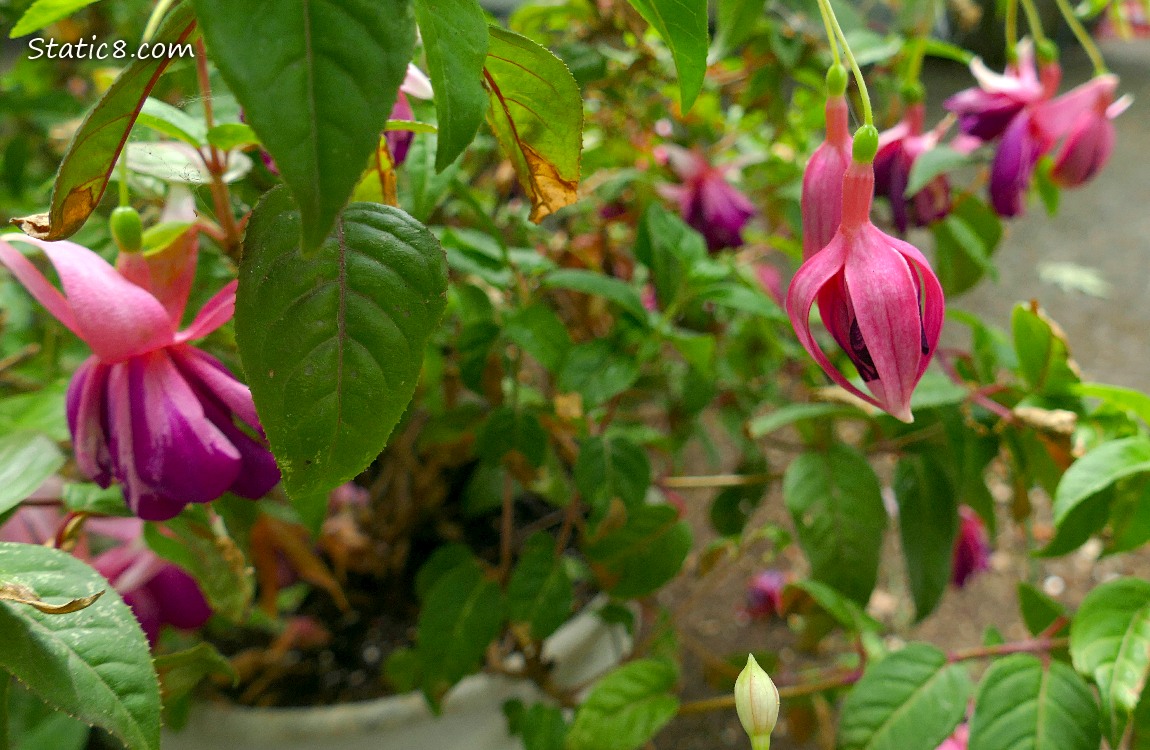Fuchsia blooms hanging from a potted plant