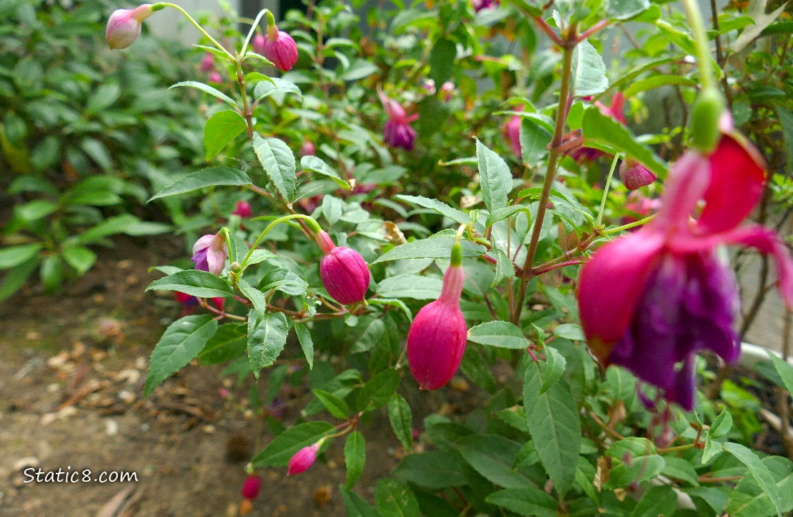 Fuchsia blooms hanging from a potted plant