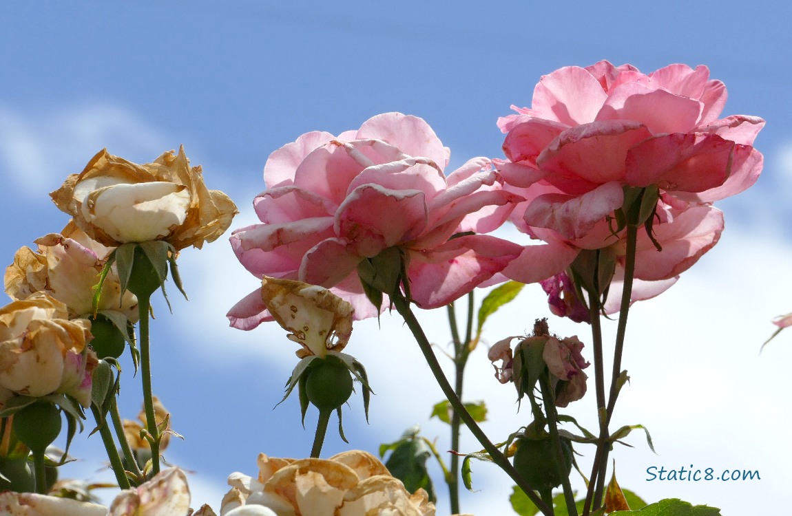 Pink Rose blooms with some dead roses, blue sky and white cloud