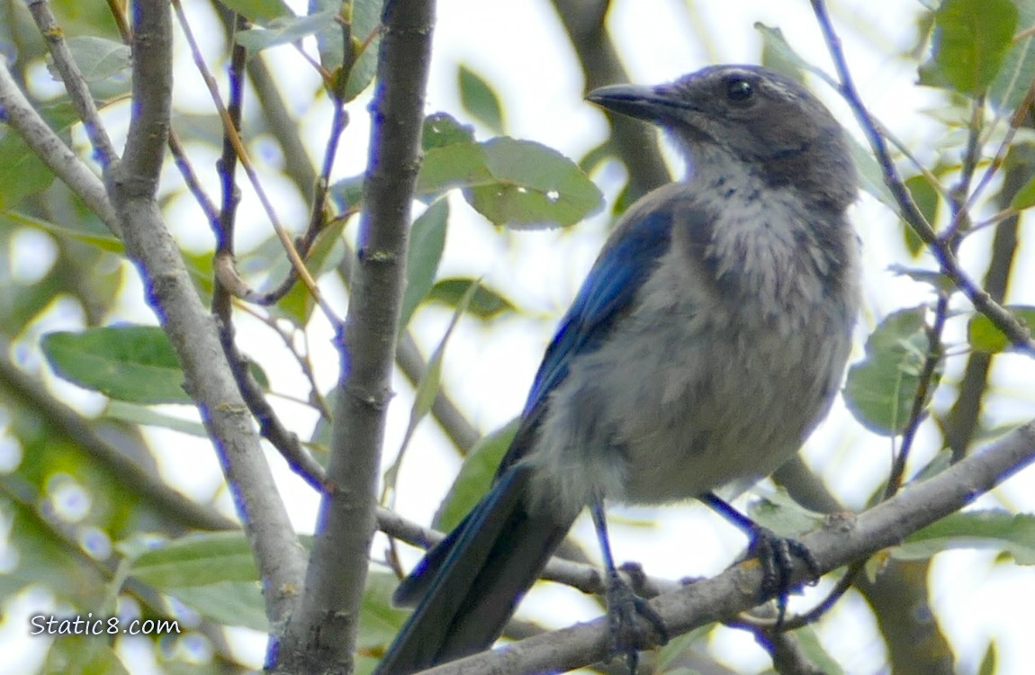 Scrub Jay standing in a tree with grey sky peaking from between leaves